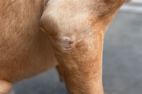 Help! My Dog Has Dry Flaky Skin and is Losing Hair - Raised Right - Human-Grade Pet Food