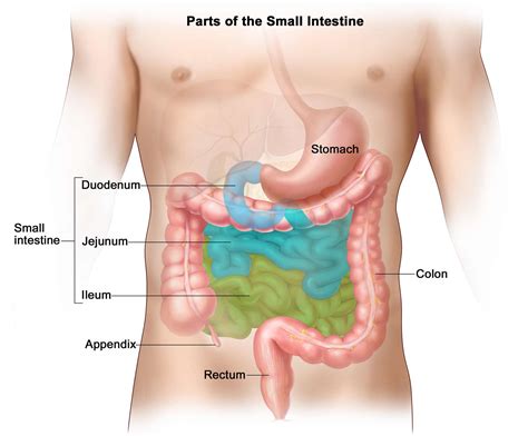 Human Appendix - Anatomy, Location and Function of Appendix