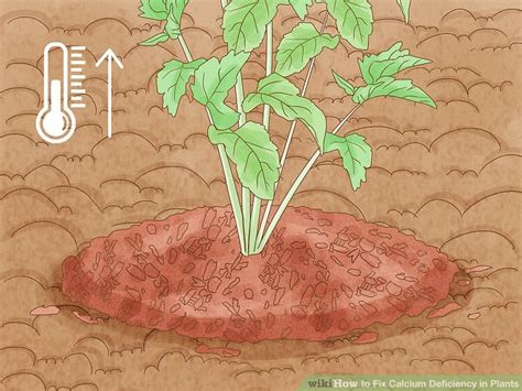 How to Fix Calcium Deficiency in Plants: Signs & Treatments