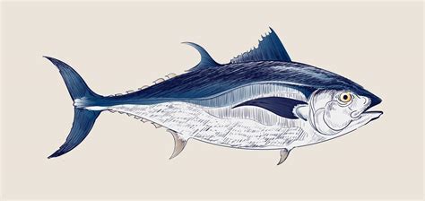 Tuna fish vintage drawing - Download Free Vectors, Clipart Graphics & Vector Art