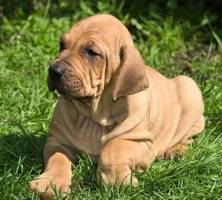 Are Fila Brasileiro Puppies Lazy