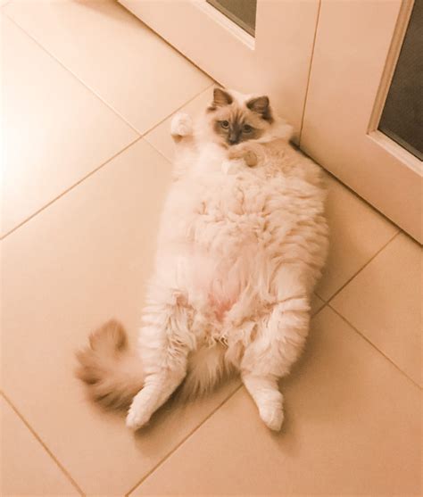 Is my Ragdoll Overweight? - Ragdoll Cats World