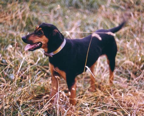 Coonhound Dog