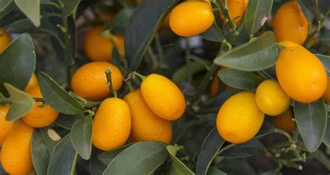 How to Grow a Kumquat Tree from a Kumquat Seed | Our Everyday Life