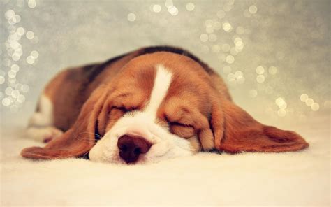 Puppy Sleeping Wallpapers on WallpaperDog