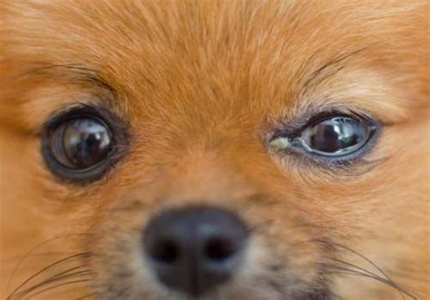 Itchy, Red Eyes In Dogs: Could It Be Allergic | yidpk.org