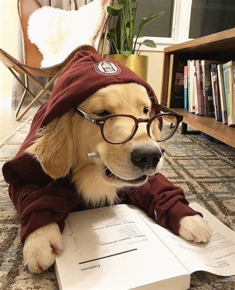 Dog Studying for Finals : aww