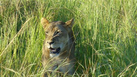 zambia - south luangwa... | National parks, Wildlife sanctuary, Oxbow