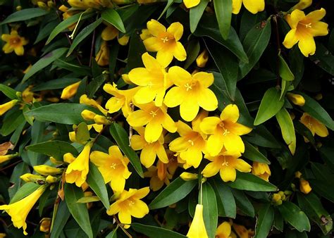 Gelsemium sempervirens - Carolina Yellow Jasmine flowers Jasmine Vine ...