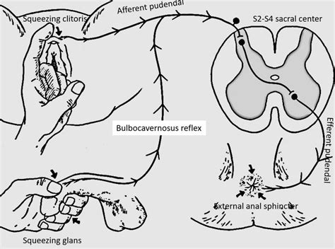 Bulbocavernosus Reflex (BCR) | Epomedicine