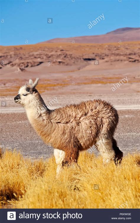 Reserva nacional de fauna andina eduardo avaroa hi-res stock photography and images - Alamy