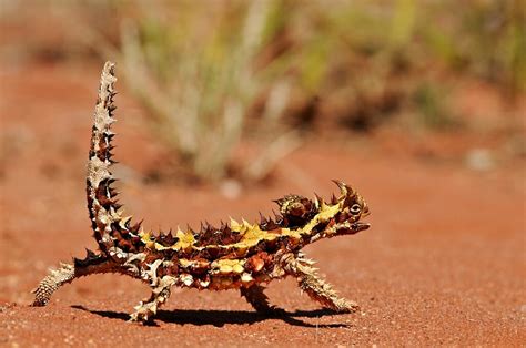 Australian Desert Animals List