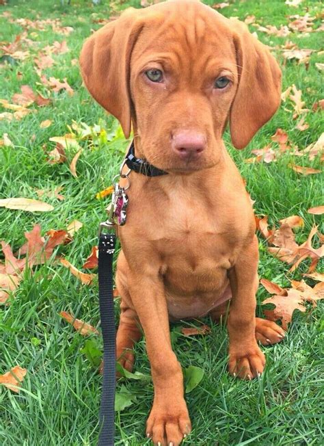 Vizsla pup | Vizsla puppies, Vizsla dogs, Baby dogs