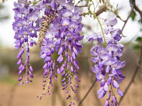 Wisteria Sucker Transplant - Learn About Moving Wisteria Shoots