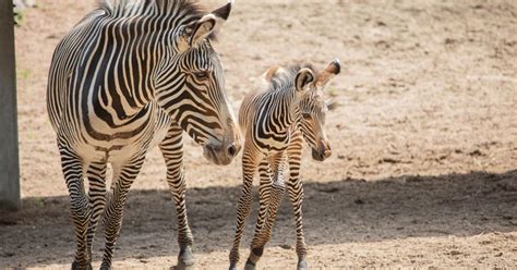 Endangered Grevy’s zebra born at Lincoln Park Zoo in Chicago | National ...