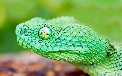 African bush viper | green variable | African bush viper, Viper snake, Snake wallpaper