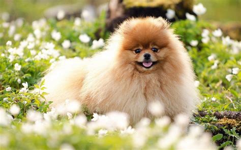 Pomeranian Wallpapers - Top Free Pomeranian Backgrounds - WallpaperAccess