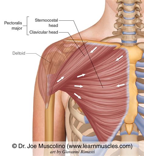 Pectoralis Major - Learn Muscles - EroFound