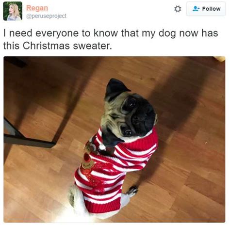 16 Dogs in Christmas Sweaters | Pleated Jeans