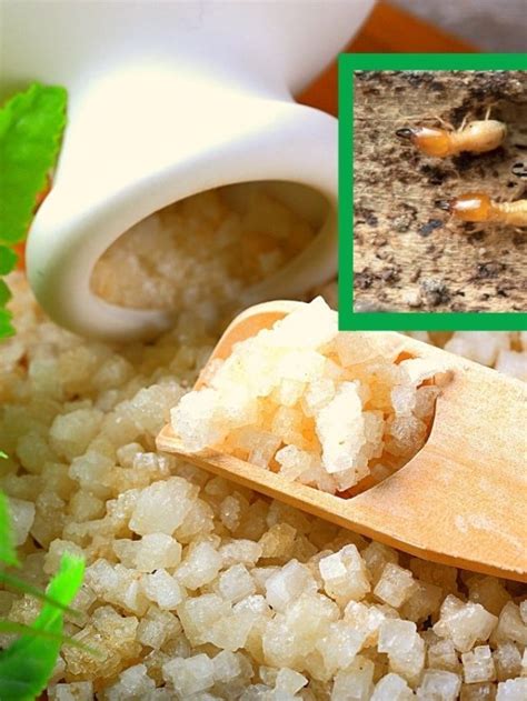 4 Ways To Kill Termites Naturally That Actually Work - Grower Today