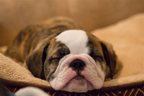 Cute Sleeping Bulldog Puppy Stock Photo - Image of cute, bulldogs: 59909558