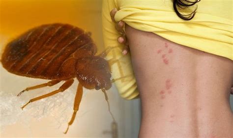 Bed bugs: Blood stains and shell casings are some of the main signs of an infestation | Express ...