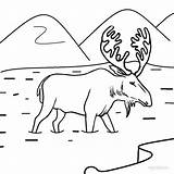 Desenhos De Alce Para Colorir  Páginas Impressão Grátis sketch template