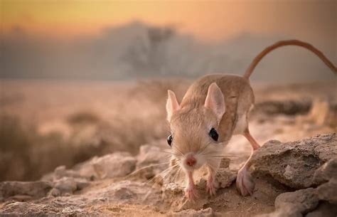 HD wallpaper: nature, background, jerboa | Wallpaper Flare