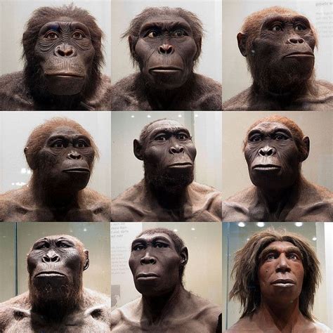 Human Ancestors - a photo on Flickriver | Human evolution, Human ...