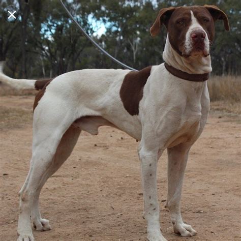 SavantK9 on Instagram: “The Australian Bull Arab - typically 24-28” and 70-110lbs. These are ...