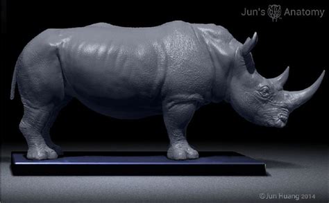 Rhino anatomy model, and Rhino anatomy chart, available at www ...