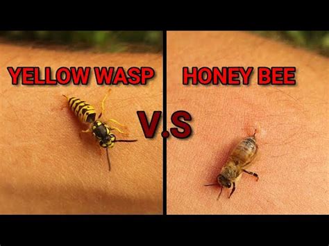 Yellow Jacket Vs Bee