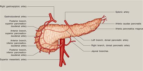 Anatomy of the pancreas and spleen - Surgery - Oxford International Edition