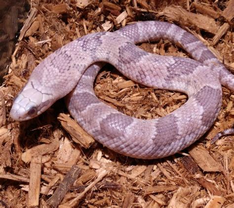 10 Pretty Snakes That Are Actually Purple