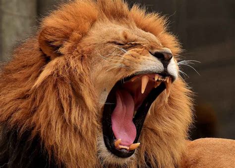 Why Do Lions Roar? (Answer + Lion's Roar Facts) – Animal Facts Blog