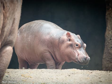 Jasmine Styles on Twitter: "RT @CincinnatiZoo: Fiona & Fritz at one ...