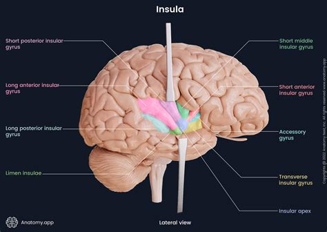 Cerebrum Brain