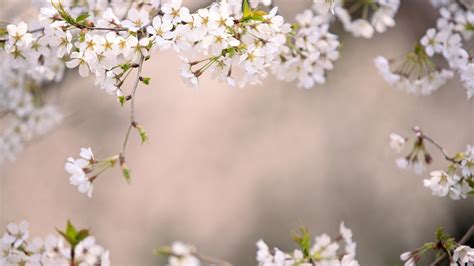 55+ Japanese Cherry Blossom Wallpaper 1920×1080