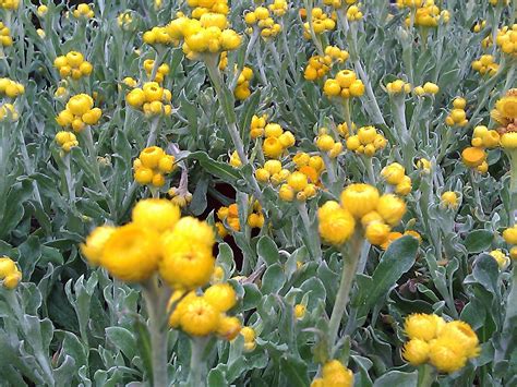 straw flowers