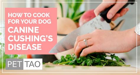 How to Cook for Your Dog With Cushing's Disease - PET | TAO