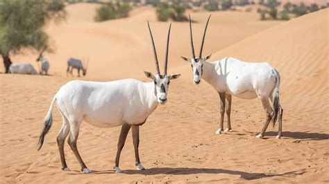 Discover the Arabian Oryx: The National Animal of World Cup Host Qatar ...