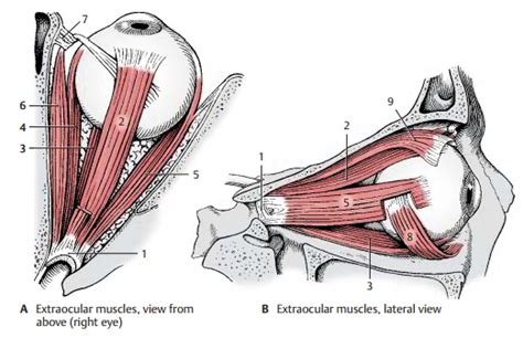 Muscles of the Eyeball - Structure of the Eye