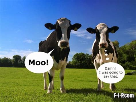 Top 36 Most Funniest Cow Quotes (Có hình ảnh)