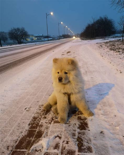 8 Unique Chow Chow Colors: A Guide To Rare Patterns