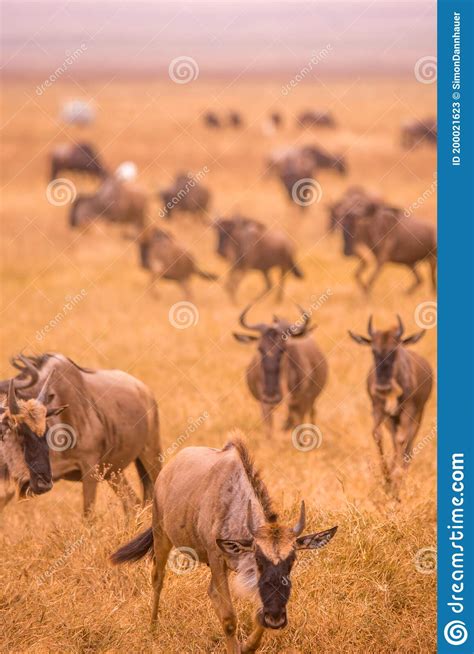 Herd of Gnus and Wildebeests in the Ngorongoro Crater National Park, Wildlife Safari in Tanzania ...