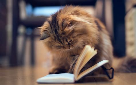 🔥 Free download Cat Reading Book [1280x800] for your Desktop, Mobile & Tablet | Explore 47 ...