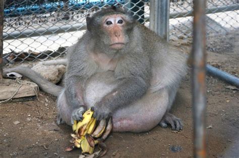 Obese Thai Monkey Named Uncle Fat on a Diet