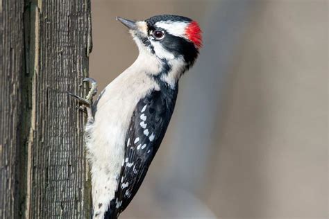 7 Most Stunning Woodpeckers In Indiana To Look For - Wild Bird Scoop