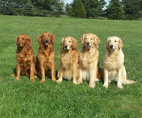 Golden Retriever Colors: The Standard & Rare Golden Coat Colors - K9 Web