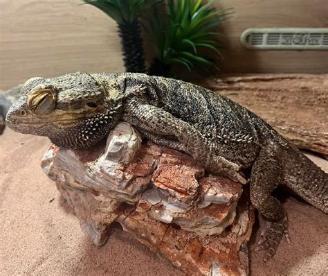 Bearded Dragon Brumation: Signs, What To Do & Waking Up